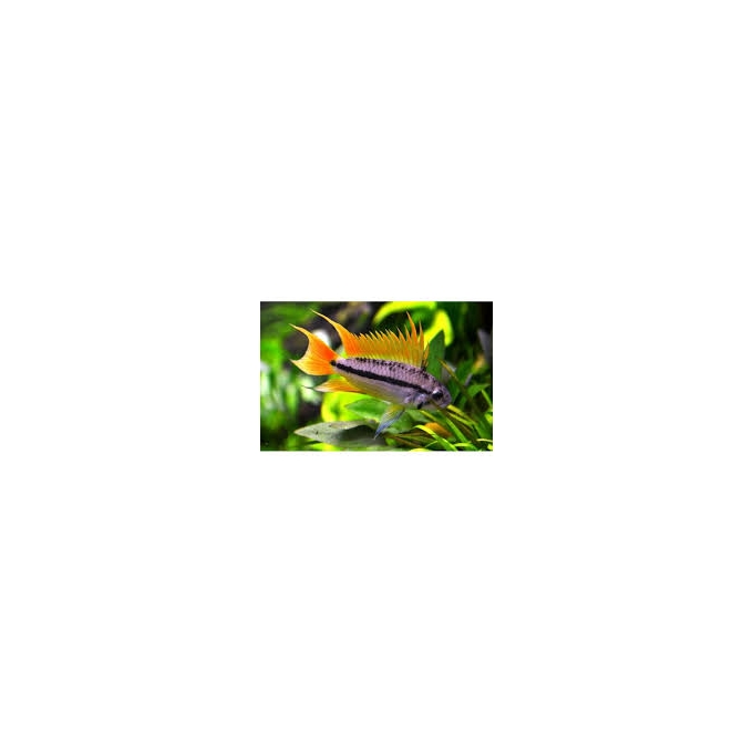 apistogramma cacatuoides white orange