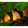 botia palhaco 17cm
