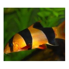 botia palhaco 17cm