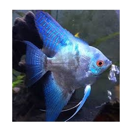acara bandeira leopardo veu gr