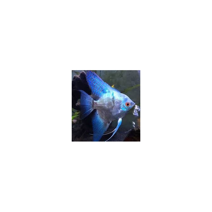 acara bandeira leopardo veu gr