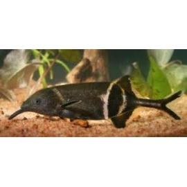 peixe elefante 12cm