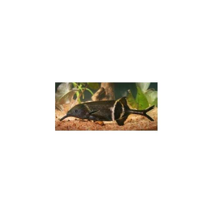 peixe elefante 12cm