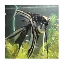 Acará Bandeira marmorato veu