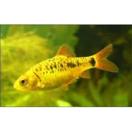 Barbus Ouro/gema Mtz