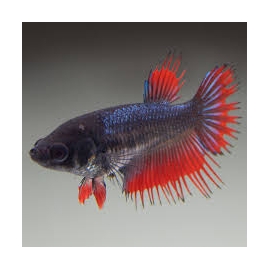 Betta Femea Crowtail