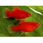 Plati Rubi