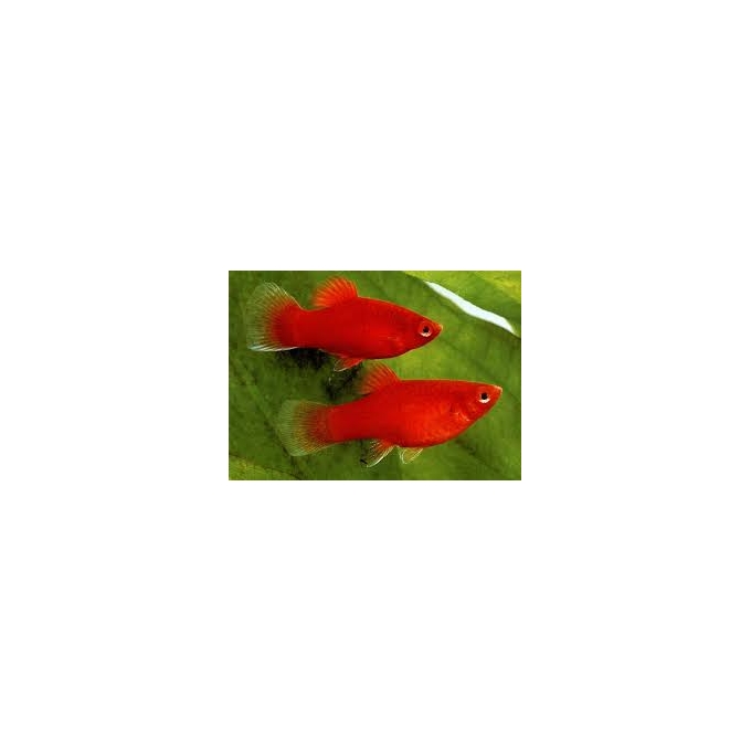 Plati Rubi