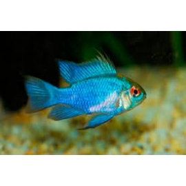 Ramirezi balao Eletric Blue