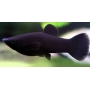 MOLINESIA PRETA MTZ