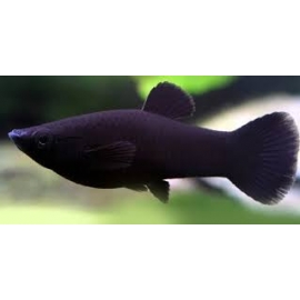 MOLINESIA PRETA MTZ