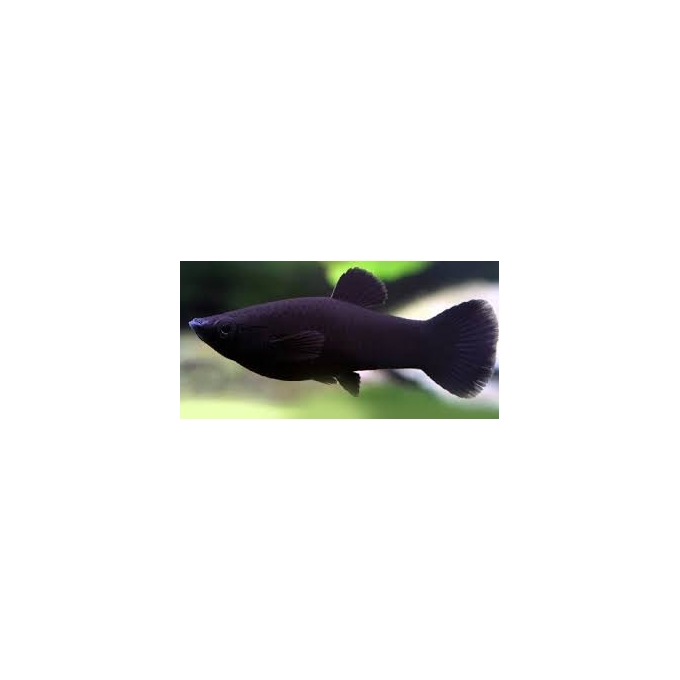 MOLINESIA PRETA MTZ