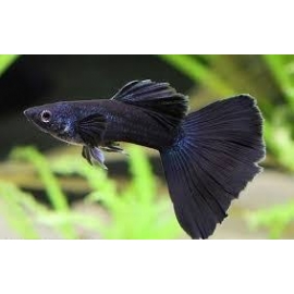 LEBISTE FULL BLACK CASAL