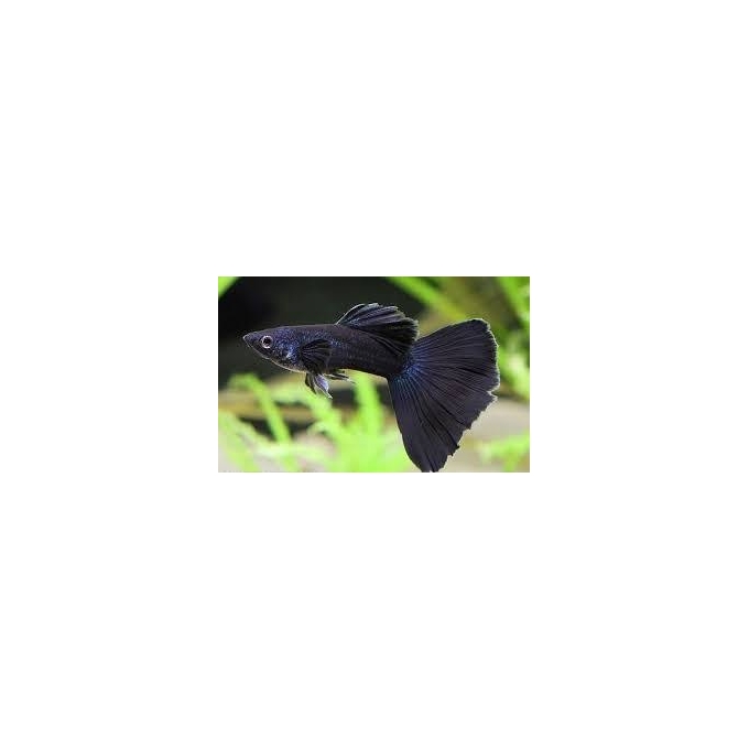 LEBISTE FULL BLACK CASAL
