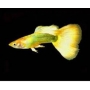 LEBISTE YELLOW MICARIFF CASAL