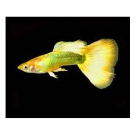 LEBISTE YELLOW MICARIFF CASAL