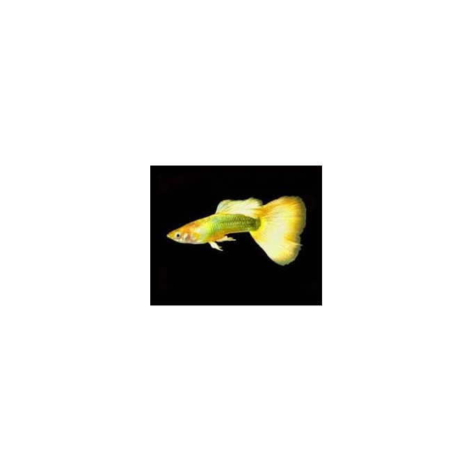 LEBISTE YELLOW MICARIFF CASAL