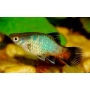 PLATI ARCO IRIS