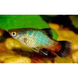 PLATI ARCO IRIS