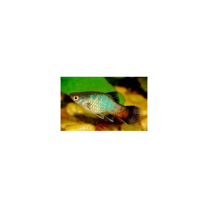 PLATI ARCO IRIS