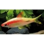 BARBUS DENISONI GOLD