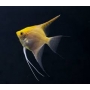 acara bandeira ouro med