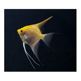 acara bandeira ouro med