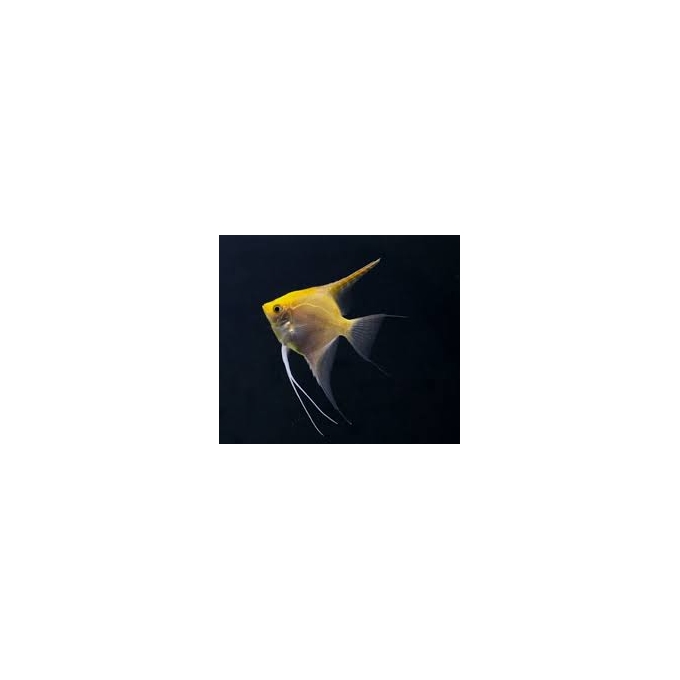 acara bandeira ouro med