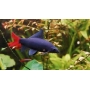 LABEO BICOLOR GR