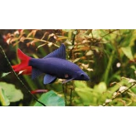 LABEO BICOLOR GR