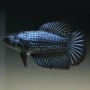 BETTA FEMEA NEGRA