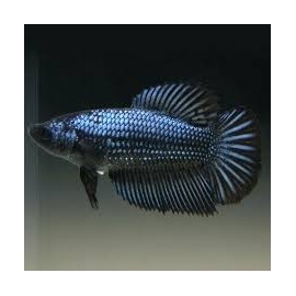 BETTA FEMEA NEGRA