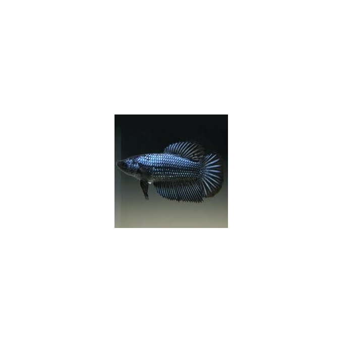 BETTA FEMEA NEGRA