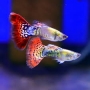 lebiste dragon macho