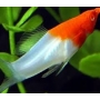 espada red whithe albina