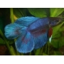 betta double tail