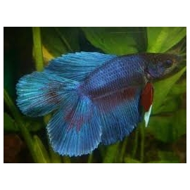 betta double tail