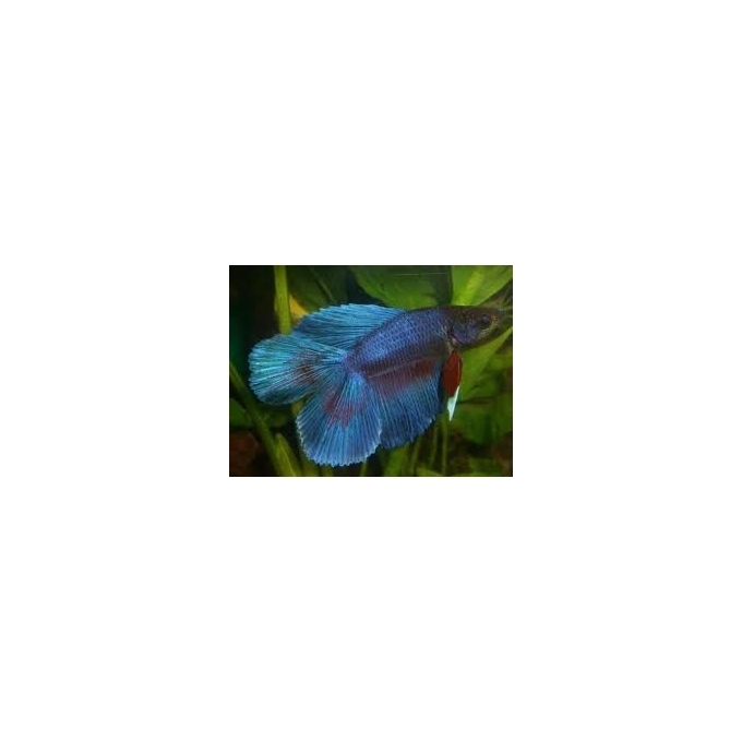betta double tail