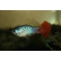plati redtail blue variatus