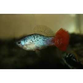 plati redtail blue variatus