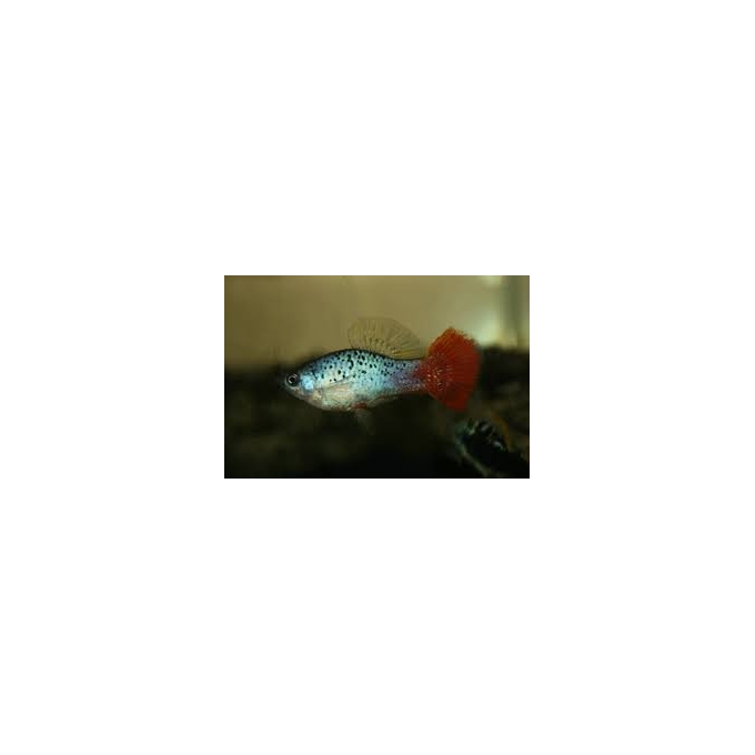 plati redtail blue variatus