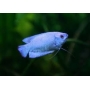 colisa azul cobalto mtz