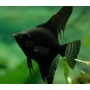 acara bandeira black gr