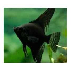 acara bandeira black gr