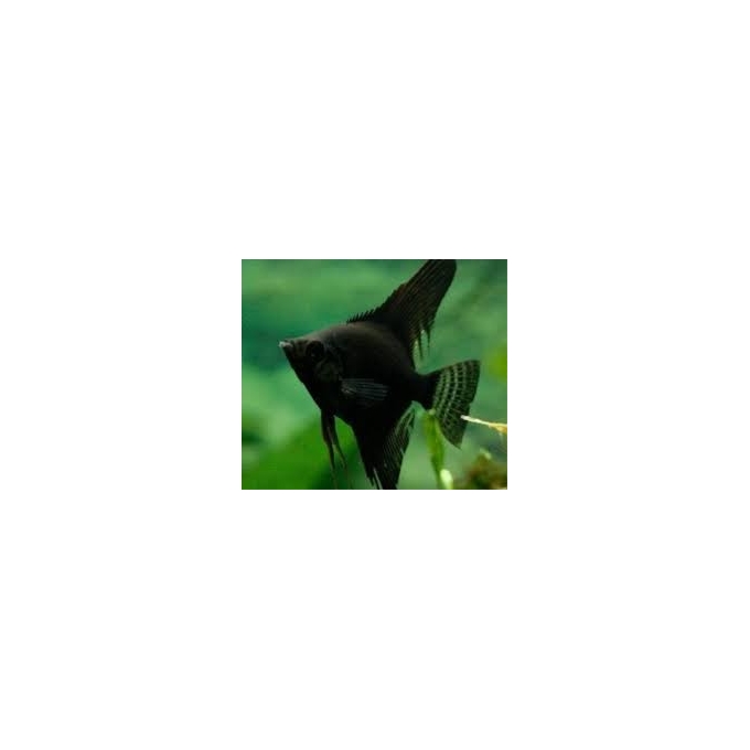 acara bandeira black gr