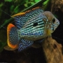 Cichlasoma green terror md