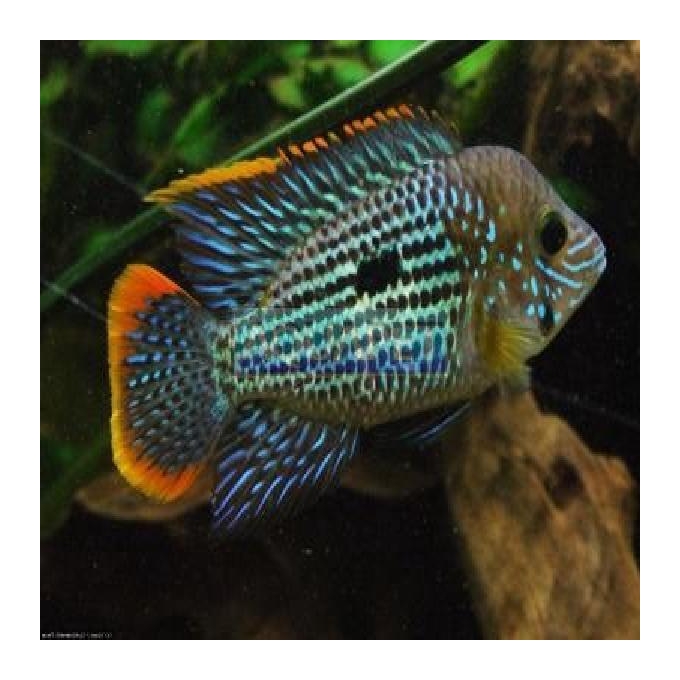 Cichlasoma green terror md