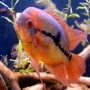 Cichlasoma Temporales gr