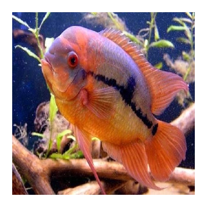 Cichlasoma Temporales gr