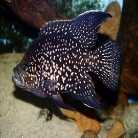 Cichlasoma madagascar md